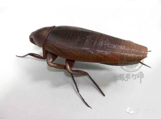 3D打印蟑螂小強(qiáng)誕生記(超精細(xì)) 妹紙膽小也可入
3D打印蟑螂,3D打印小強(qiáng),3D打印技術(shù),3D打印服務(wù),3D打印平臺(tái),e鍵打印