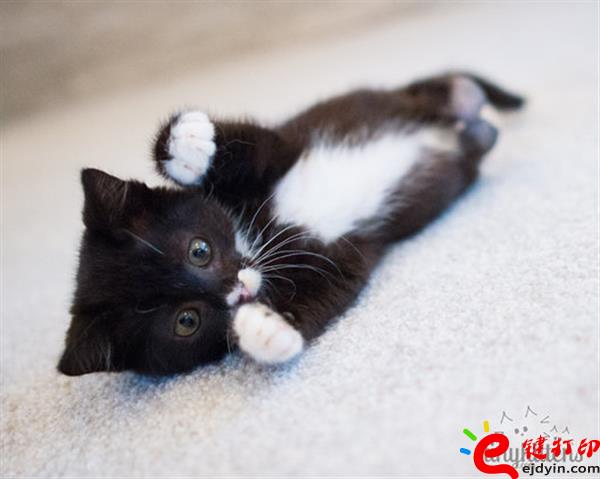 [好有愛(ài)]3D打印助殘疾貓咪恢復(fù)行動(dòng)自由 3D打印貓咪專用輪椅