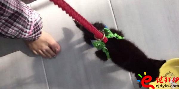 [好有愛(ài)]3D打印助殘疾貓咪恢復(fù)行動(dòng)自由 3D打印貓咪專用輪椅