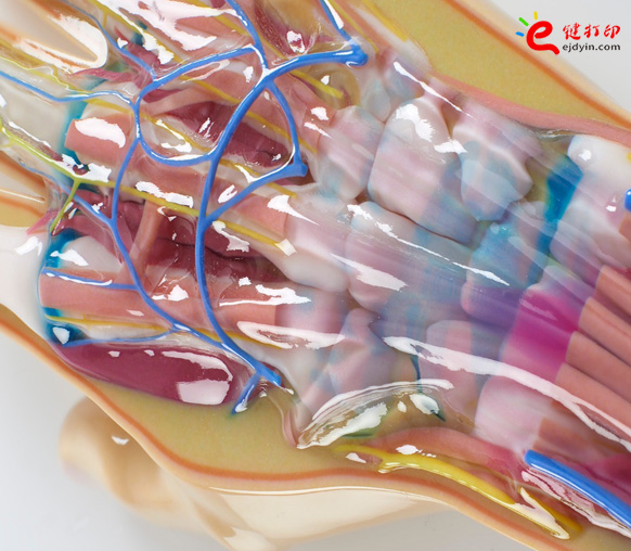 彩色3d打印人體器官醫(yī)學(xué)模型1