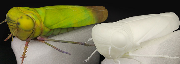 3D打印生物標本2